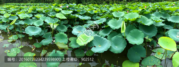 荷塘全景