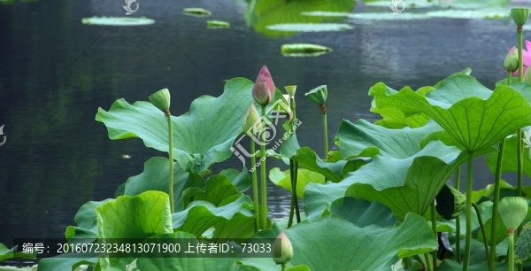 荷花