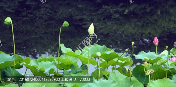 荷花