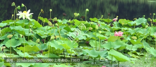 荷花