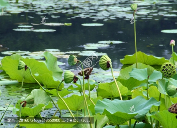 荷花