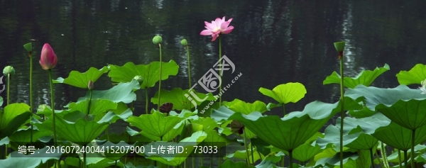 荷花