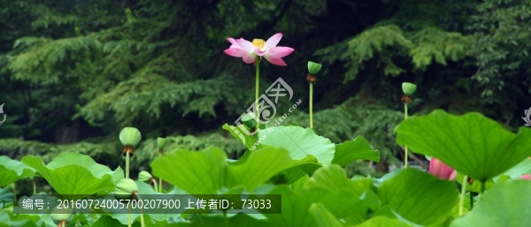 荷花