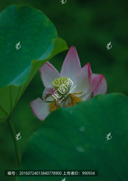 荷花