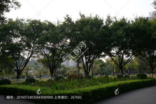 綠樹