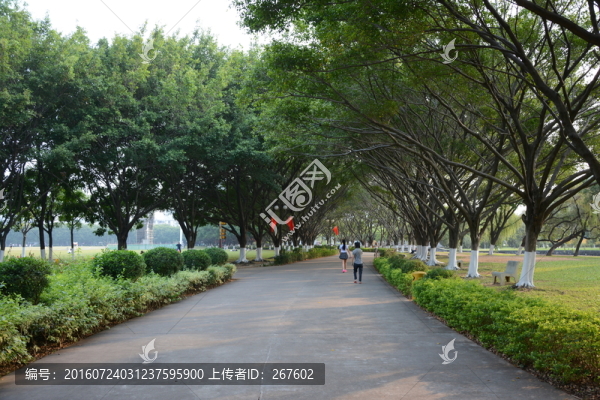 綠樹