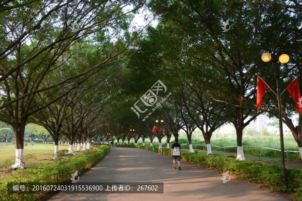 綠樹