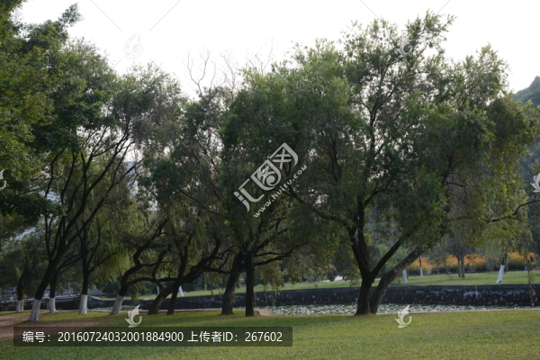 綠樹