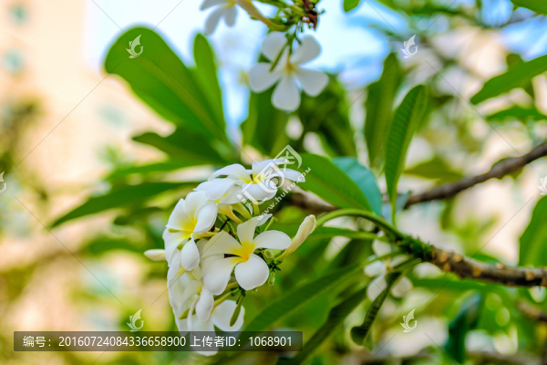 雞蛋花