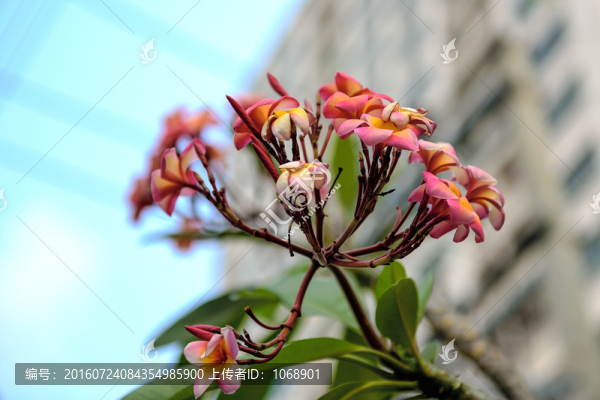 雞蛋花