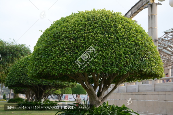 綠樹