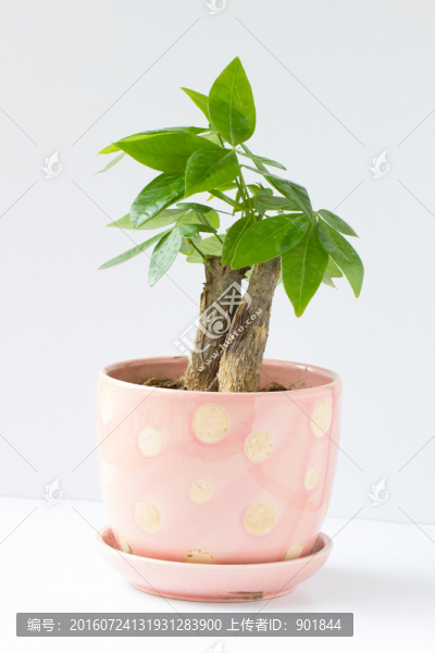 發(fā)財樹