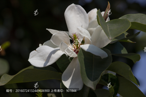 深山含笑花朵