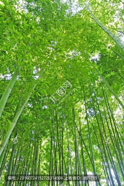 樹木竹2