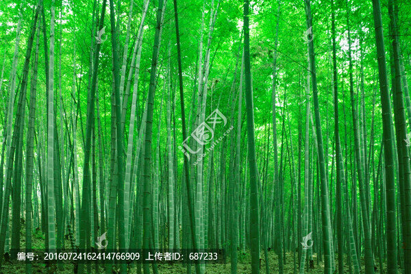 竹林,竹子,廣告插畫(huà)