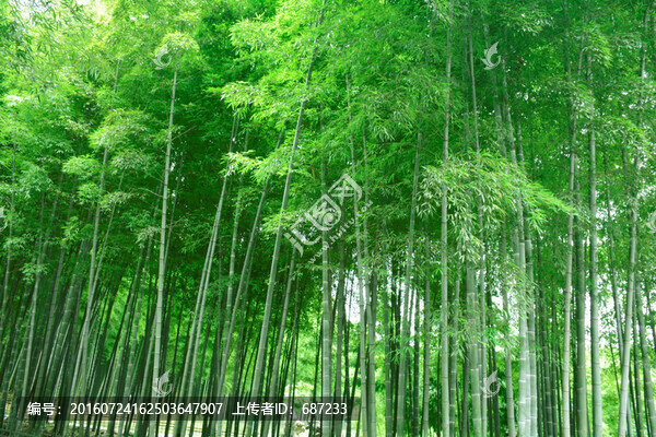 竹林,竹子,廣告插畫