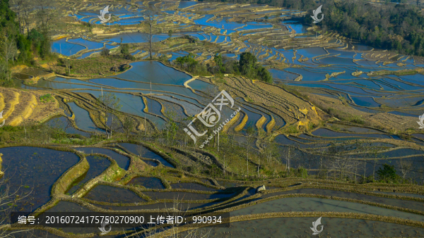 元陽(yáng)梯田