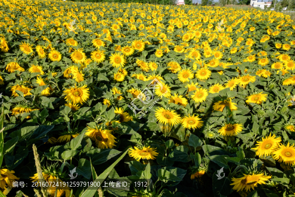 葵花