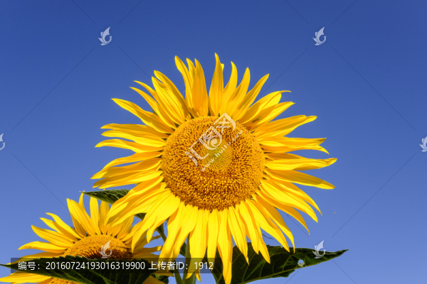 葵花