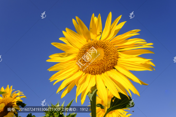 葵花