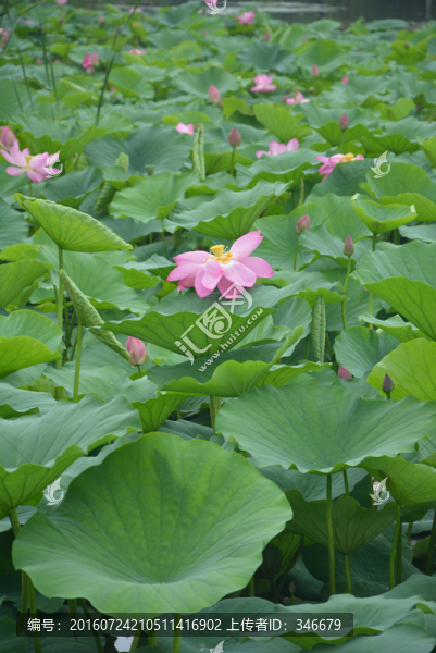 荷塘