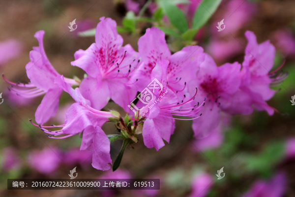 綻放的杜鵑花