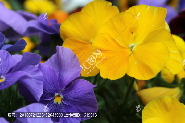 三色堇花