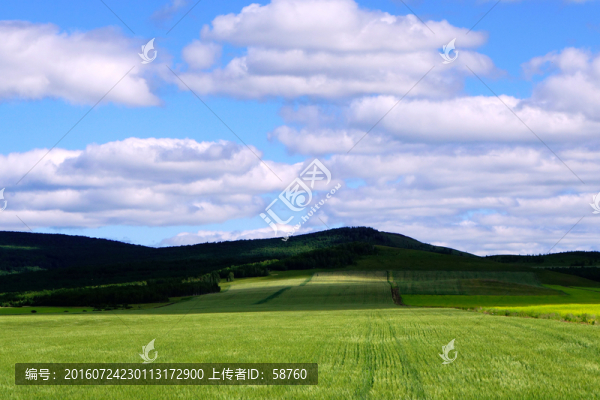 麥田風景