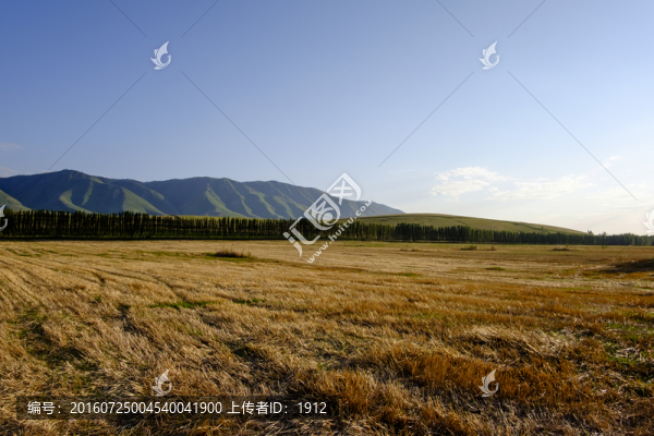 田野
