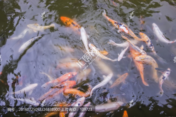 鯉魚