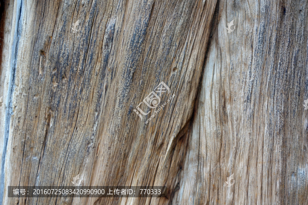 樹干紋理,古樹,樹干