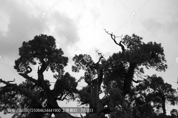 古樹,水墨畫,樹枝