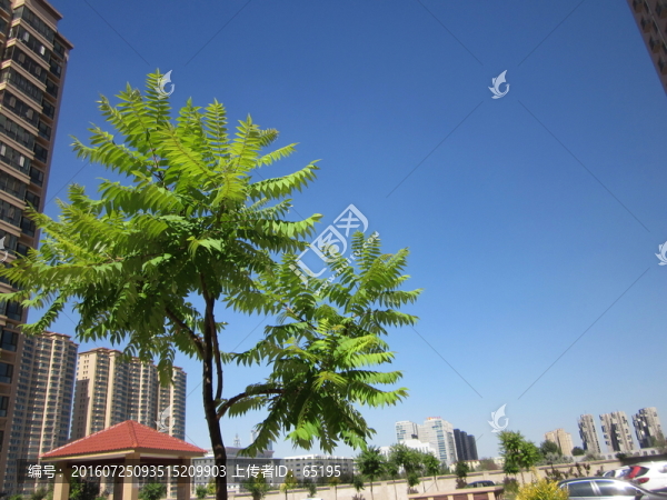 樹(shù)的風(fēng)景