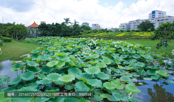 西湖公園