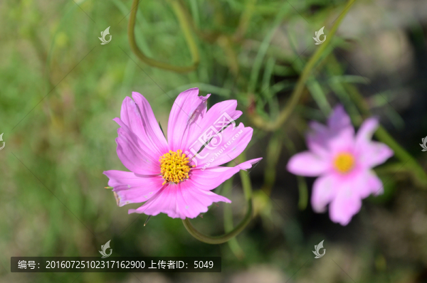 野花