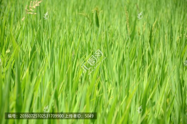 稻田