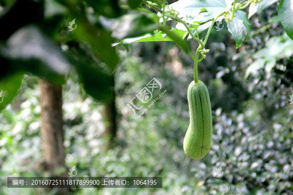 蔬菜水瓜