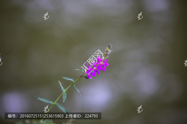 一枝獨(dú)秀