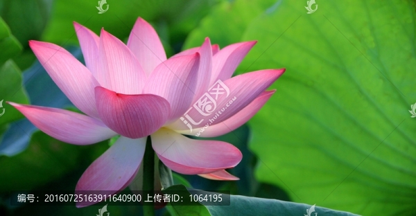 荷花特寫攝影