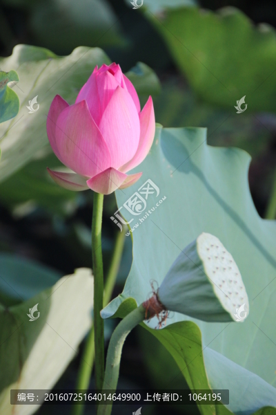 荷花