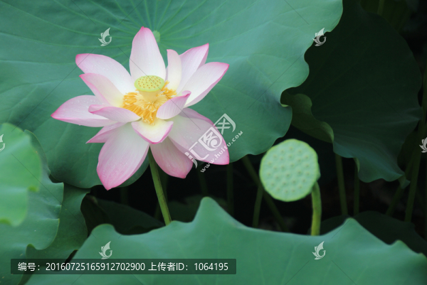 荷花