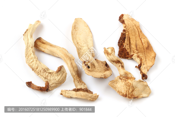云南野生松茸