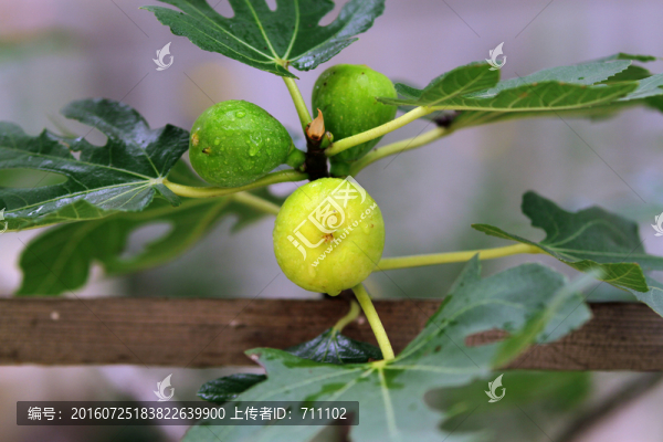 無花果