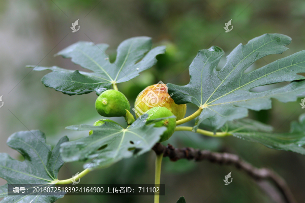 無花果