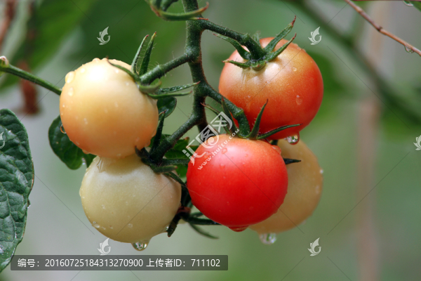 圣女果,西紅柿,小番茄,成熟