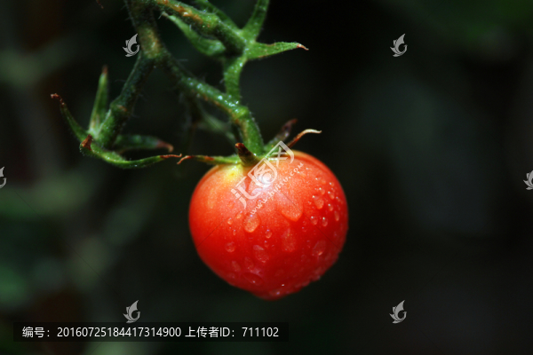 圣女果,西紅柿,小番茄,成熟