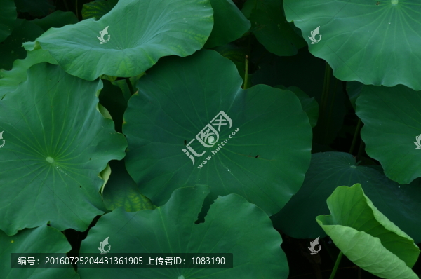荷花荷葉