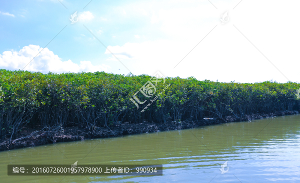 陽西,蠔鄉(xiāng),紅光村