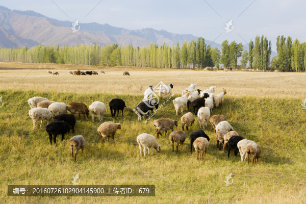 農(nóng)田,養(yǎng)殖