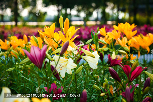 百合花,百合文化節(jié)